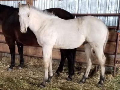 Congo Drift JW <BR>APHA 1,089,154